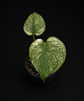 Monstera White Mint