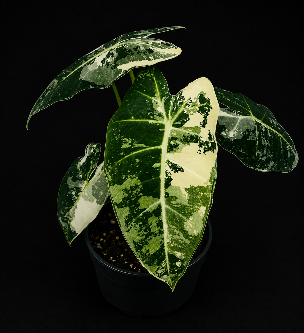 Variegated Alocasia Frydek