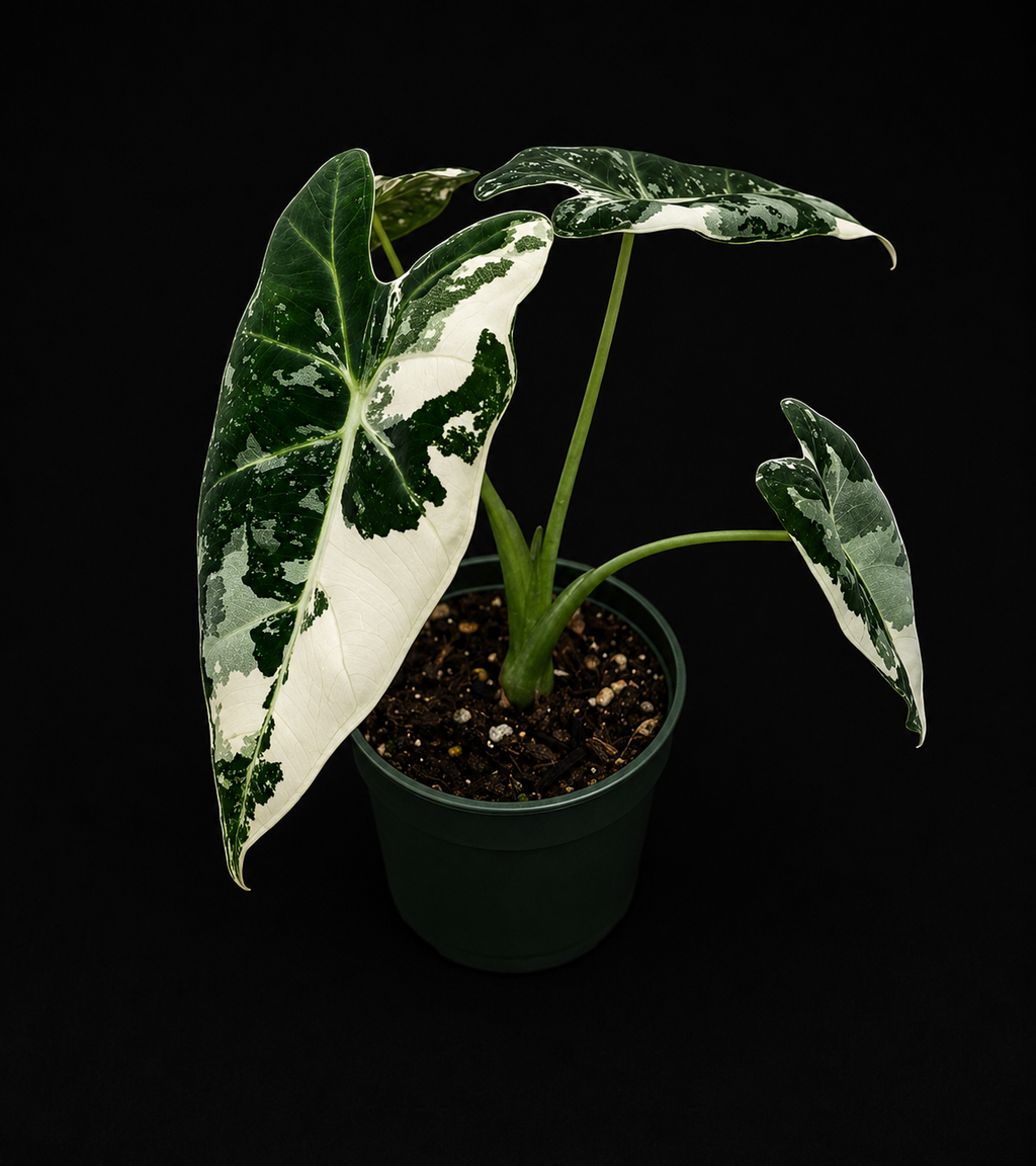 Variegated Alocasia Frydek