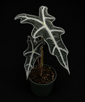 Alocasia Nobilis