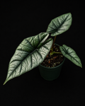 Alocasia Platinum