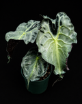 Alocasia Venom