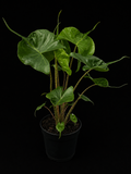 Alocasia Stingray