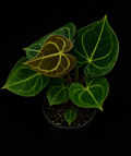 Anthurium Clarinervium